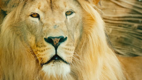 Portrait-Of-A-Formidable-Male-Lion