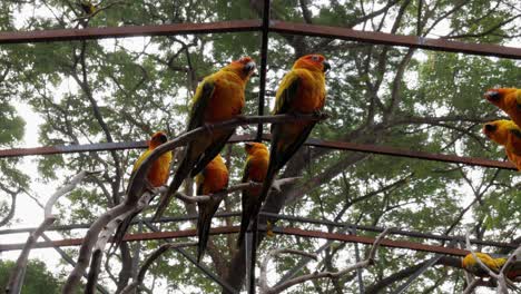 many sun conure parrots sit on a tree branches in an aviary