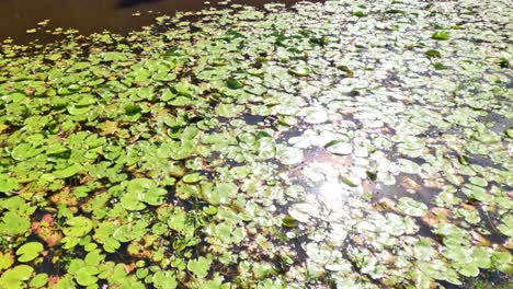 sunlight reflections move across pond with lilies.