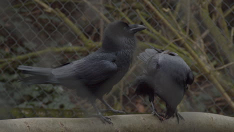 two captive black ravens sitting on branch and eating