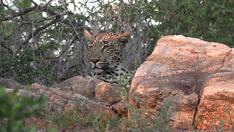 Plano-Medio-De-Un-Leopardo-Observando-La-Tierra-Desde-Detrás-De-Unas-Rocas.