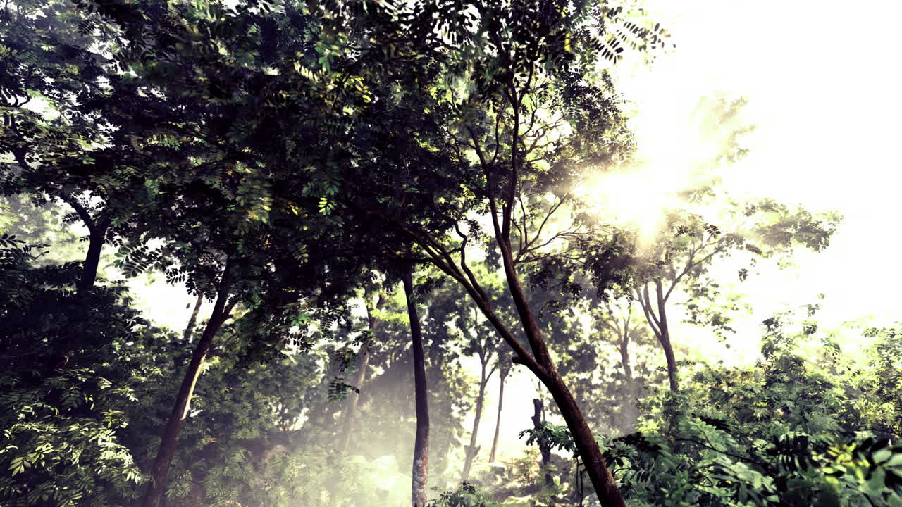 Sunlight filters through dense trees in a lush tropical forest setting