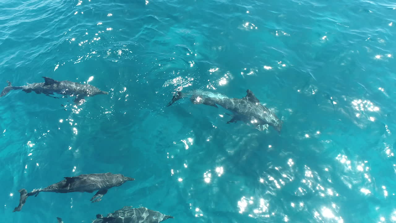Dolphins Swimming in Clear Blue Ocean Water