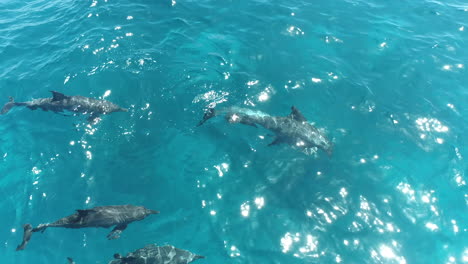 dolphins swimming in clear blue ocean water
