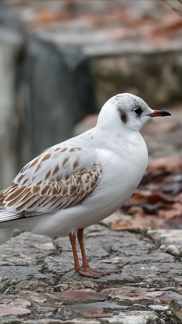 Un Accattivante Primo Piano di un Affascinante Uccello Bianco e Marrone Appollaiato su un Sentiero di Pietra, Circondato da Foglie Autunnali, Perfetto per gli Appassionati di Birdwatching e gli Amanti della Natura.