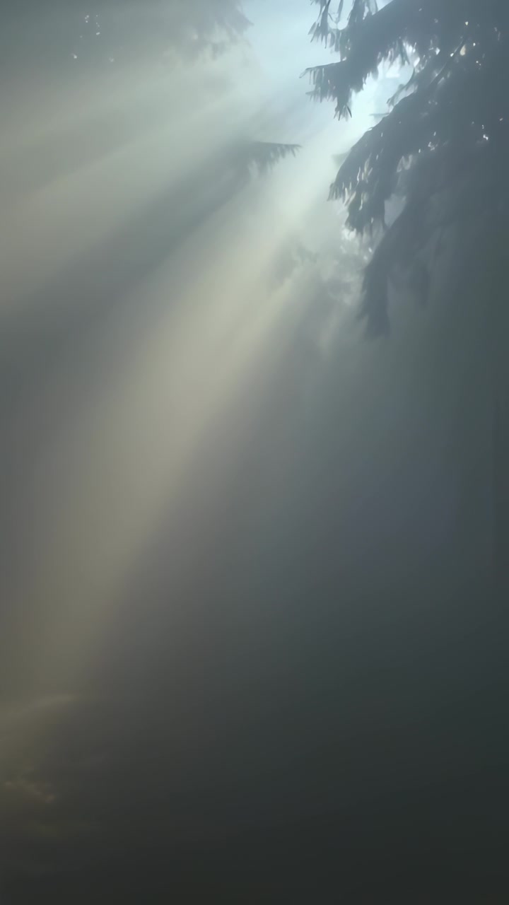 Vídeo vertical: Raios de sol penetrando e atravessando a névoa e galhos de pinheiro em uma floresta matinal.