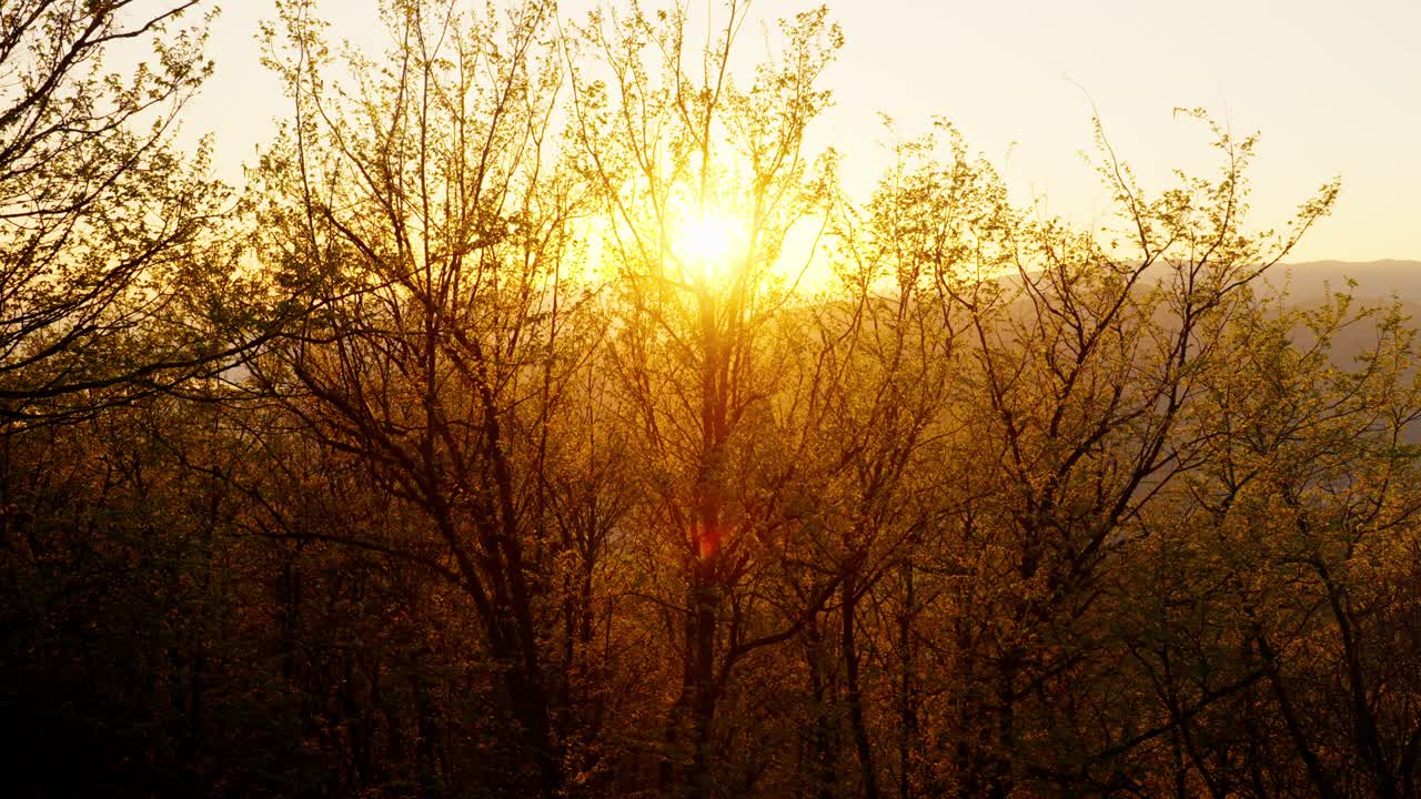Golden sunset shining through trees, casting warm light on a peaceful nature scene