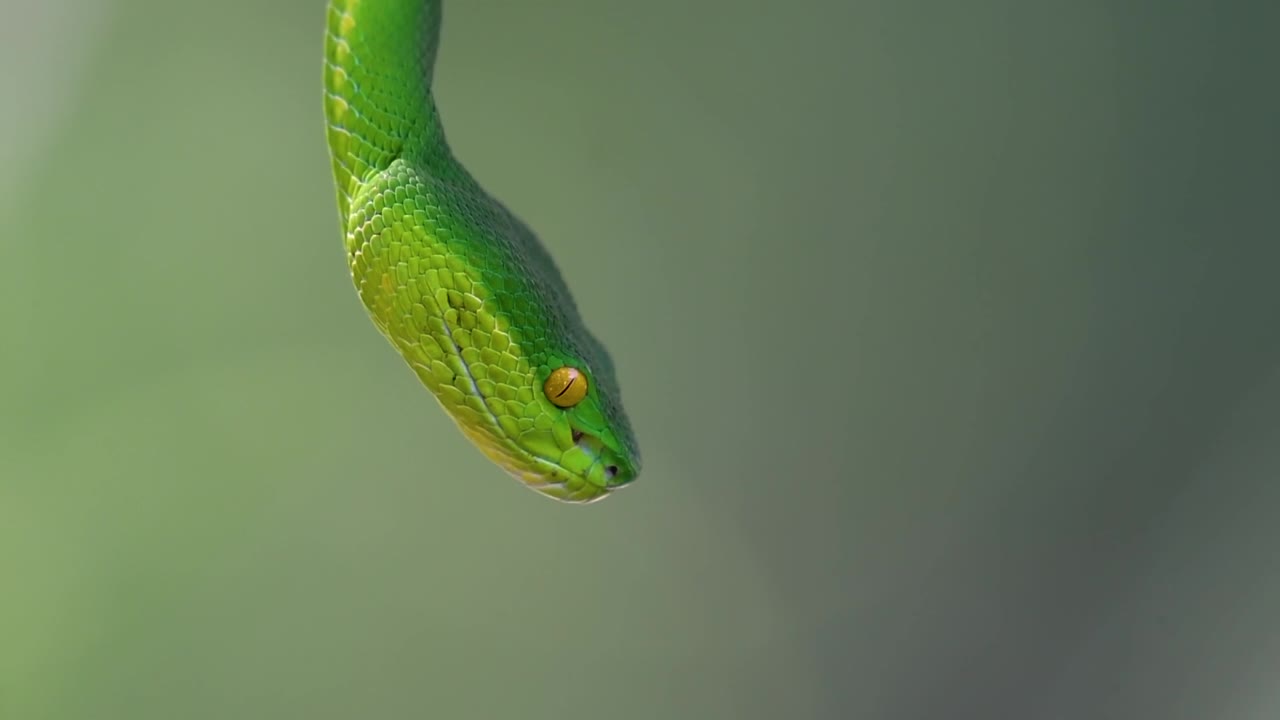 La vipera delle fosse dalle labbra bianche è una vipera velenosa endemica del Sud-est asiatico e si trova spesso di notte in attesa su un ramo o un fusto d'albero vicino a uno specchio d'acqua con abbondanza di prede.