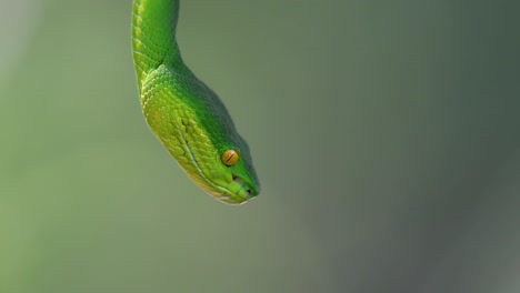 La-Víbora-De-Labios-Blancos-Es-Una-Víbora-Venenosa-Endémica-Del-Sudeste-Asiático-Y-A-Menudo-Se-Encuentra-Durante-La-Noche-Esperando-En-Una-Rama-O-Rama-De-Un-árbol-Cerca-De-Un-Cuerpo-De-Agua-Con-Muchos-Alimentos