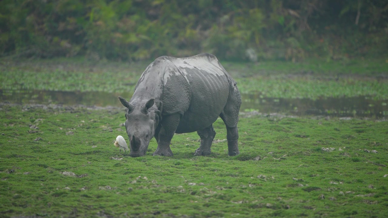 Un'autentica ripresa cinematografica di un raro rinoceronte indiano unicorno che pascola nelle lussureggianti zone umide verdi di Kaziranga, mettendo in mostra la sostenibilità della fauna selvatica e la biodiversità
