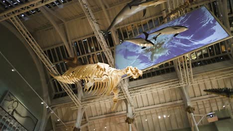 museum exhibit with whale skeleton and ocean imagery