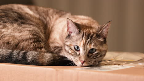 a sleepy cat dozing off ontop of a cardboard box - close up pan