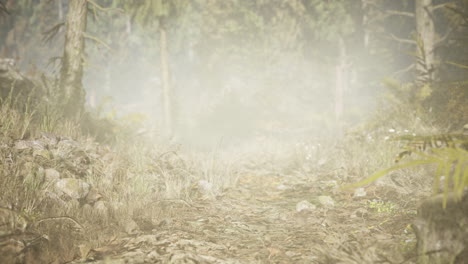 Pine and spruce tree forest
