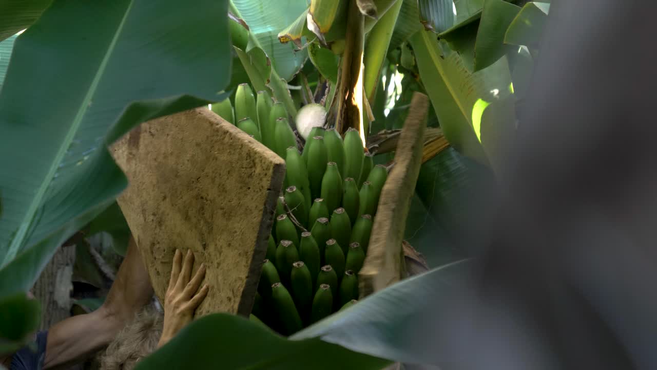 Careful carry techniques, fruit farming industry, slow motion scenery