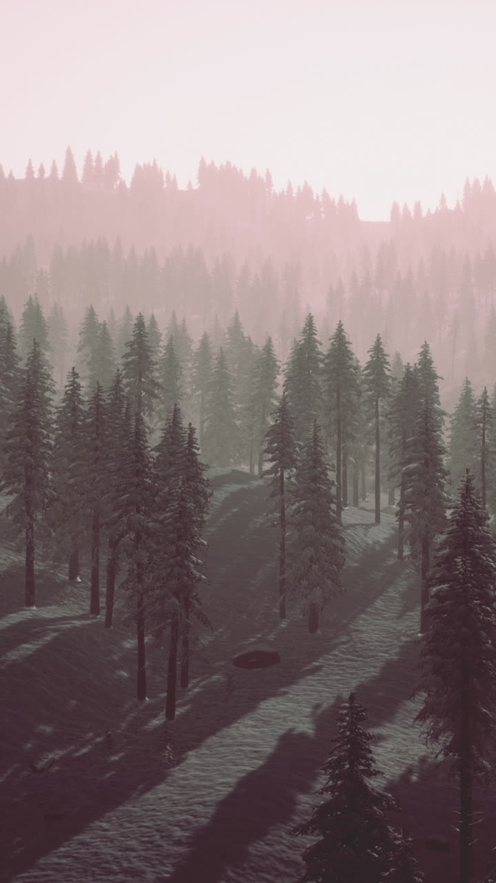 아름다운 눈 인 숲 풍경