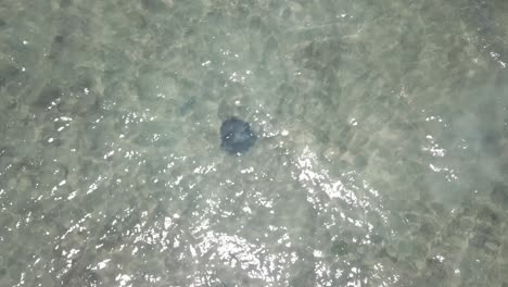 drone aerial over clear water showing sting ray and fishes