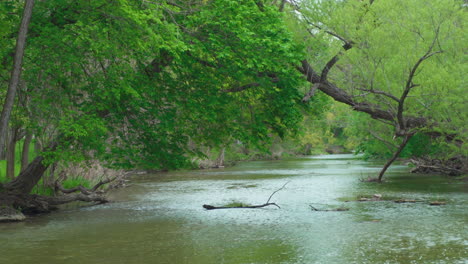 current in a creek with a tree canopy