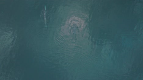 duo of two whales swimming gracefully in pacific ocean, aerial drone view
