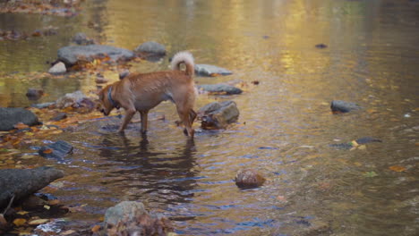 Perros-Jugando-Y-Chapoteando-En-Un-Arroyo-En-Otoño.