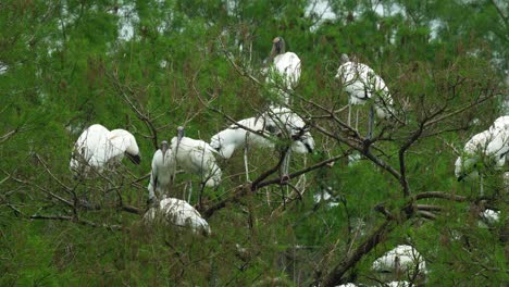 Colony-of-wood-storks-perched-and-preening-in-tree-branches-with-wind-Florida-marsh-wetlands-4k