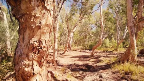 Aerial-Drone-flying-through-Australian-Desert-Oasis-Billabong-Paperbark-Forest