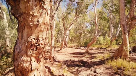 drone aéreo volando a través del desierto australiano oasis billabong paperbark forest