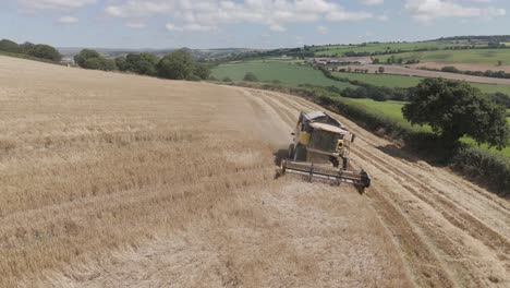 aerial view of a combine harvester harvesting a barley field, with the reel spinning and thrashing the barley, capturing the intensity of the grain collection process