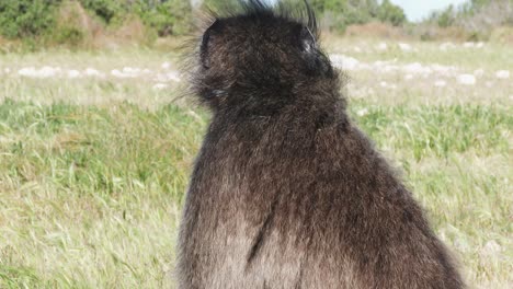 un babuino chacma relajándose sobre sus ancas en sudáfrica