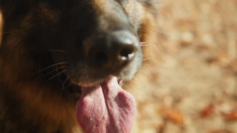close-up of a german shepherd dog