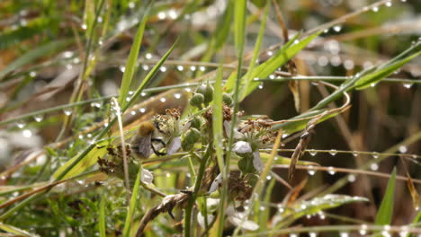 bee flying onto blackberry flower in meadow among water droplets on sunny day
