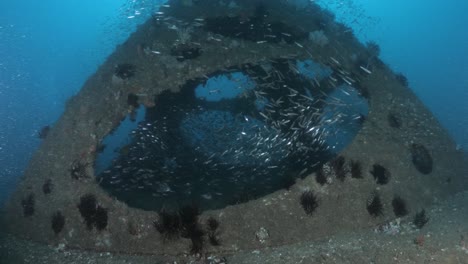 scuba diver enters the new wonder reef artificial reef installation deep below the ocean on the gold coast australia