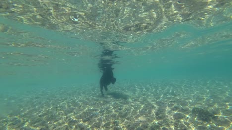 slow motion, black dog swim on surface of water in sunlight. underwater shot. red sea, dahab, egypt