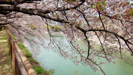 Flor-De-Cerezo-De-Sakura-Durante-La-Primavera-En-Japón