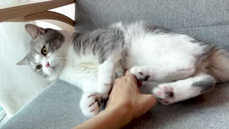 funny footage of human hand teasing on scottish fold cat's belly and making it angry and bite them