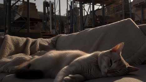 a cream-colored cat comfortably sleeping on a textured blanket or sofa, bathed in warm sunlight, with an industrial background of racks and pallets