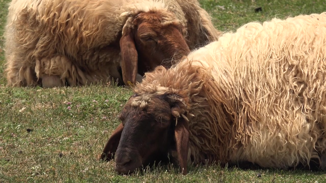 Twee schapen rustend op groen gras in een weide