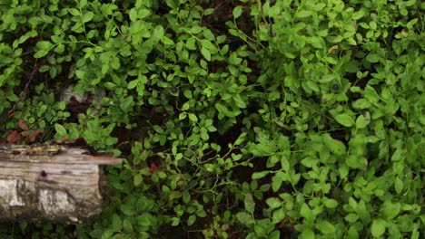 blueberries on bushes from straight above in a forest