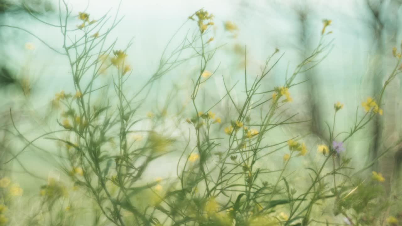 Beautiful wildflowers swaying in the wind, captured with a Petzval-style lens that adds a vintage, dreamy atmosphere with soft swirly bokeh and warm pastel tones.