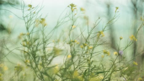 beautiful wildflowers swaying in the wind, captured with a petzval-style lens that adds a vintage, dreamy atmosphere with soft swirly bokeh and warm pastel tones.