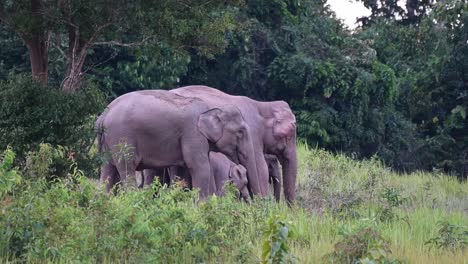 Indischer-Elefant,-Elephas-Maximus-Indicus,-Khao-Yai-Nationalpark,-Thailand