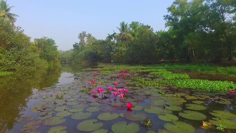 big lily pads in tropical asia