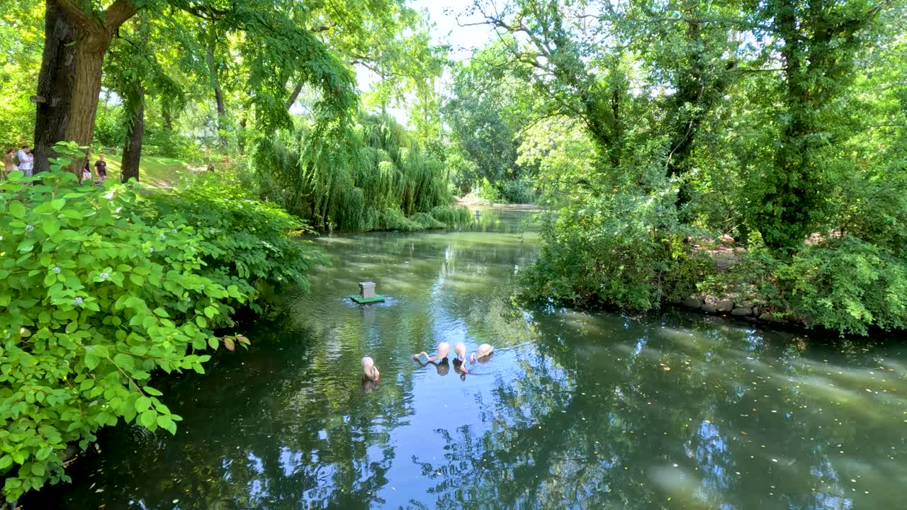 Flamingos glide across a tranquil pond surrounded by dense greenery in a sunlit park setting. The camera remains steady, capturing natural reflections and vibrant summer foliage