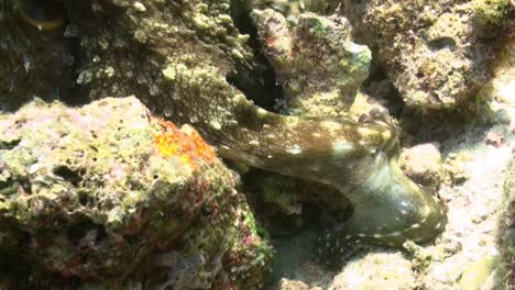 Pulpo-De-Día-Buscando-Presas-Bajo-Un-Bloque-De-Coral,-Tentáculo-De-Primer-Plano-Hurgando-En-La-Grieta