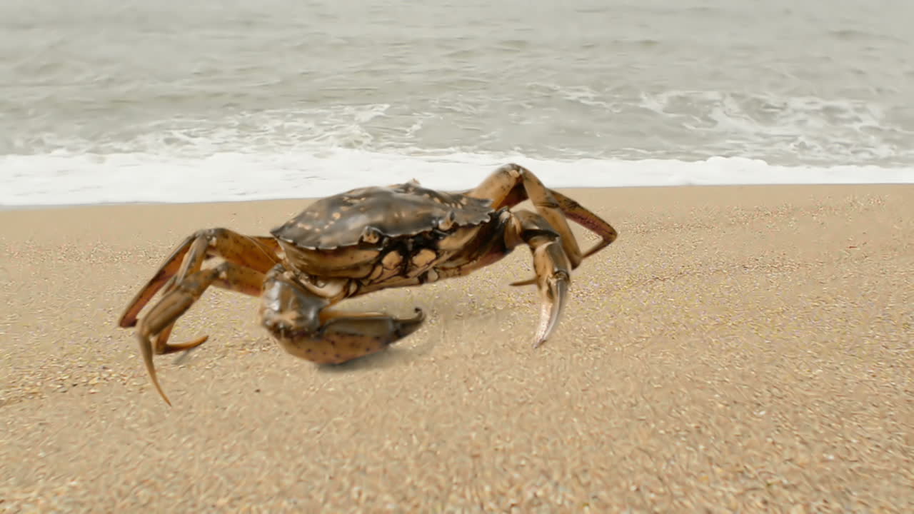 Krabbe på sand. Krabbe på stranden.