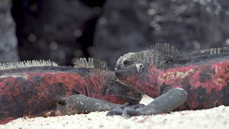 pair of christmas iguanas on beach at punta suarez in the galapagos