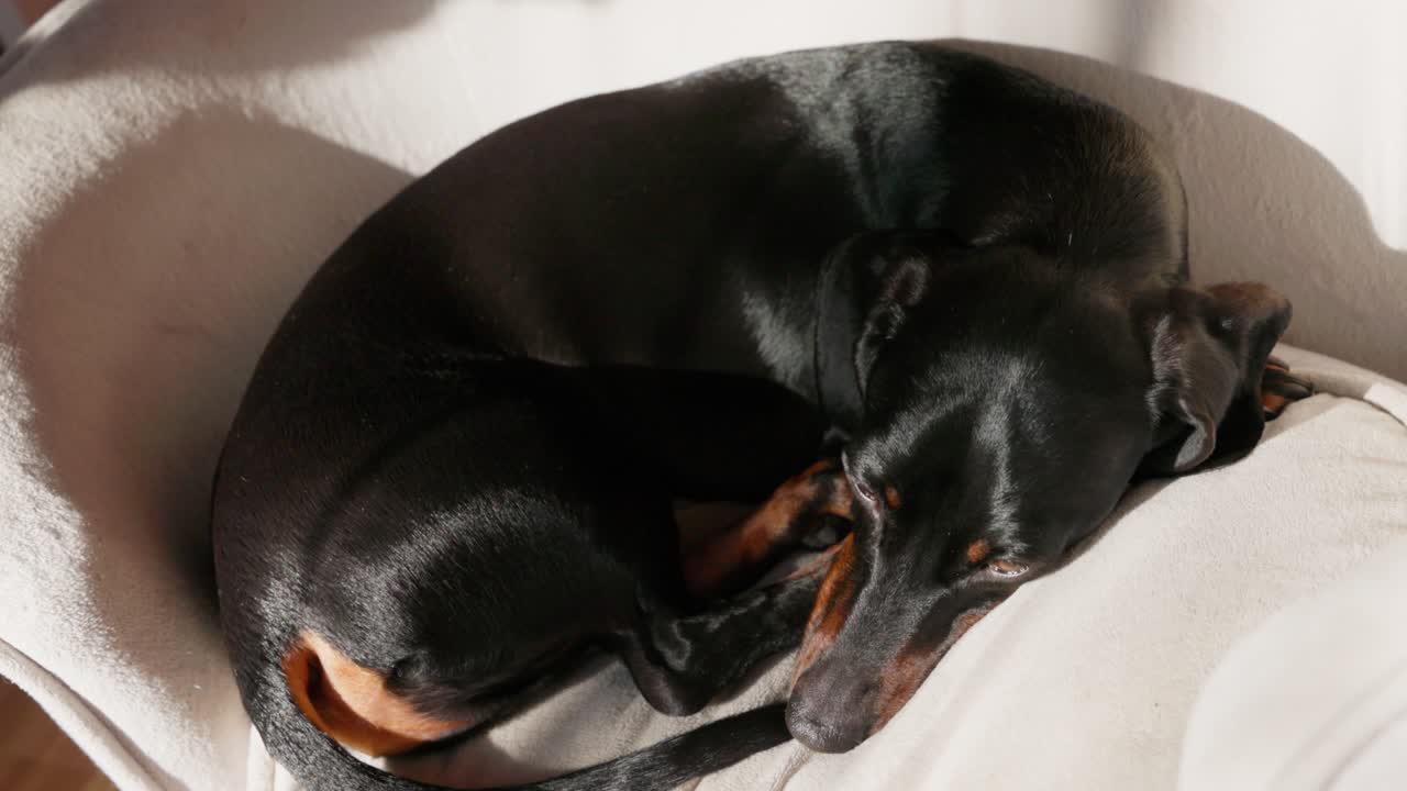 A red dachshund licks her lips and surveys her surroundings in elegant slow motion, capturing charming pet behavior.