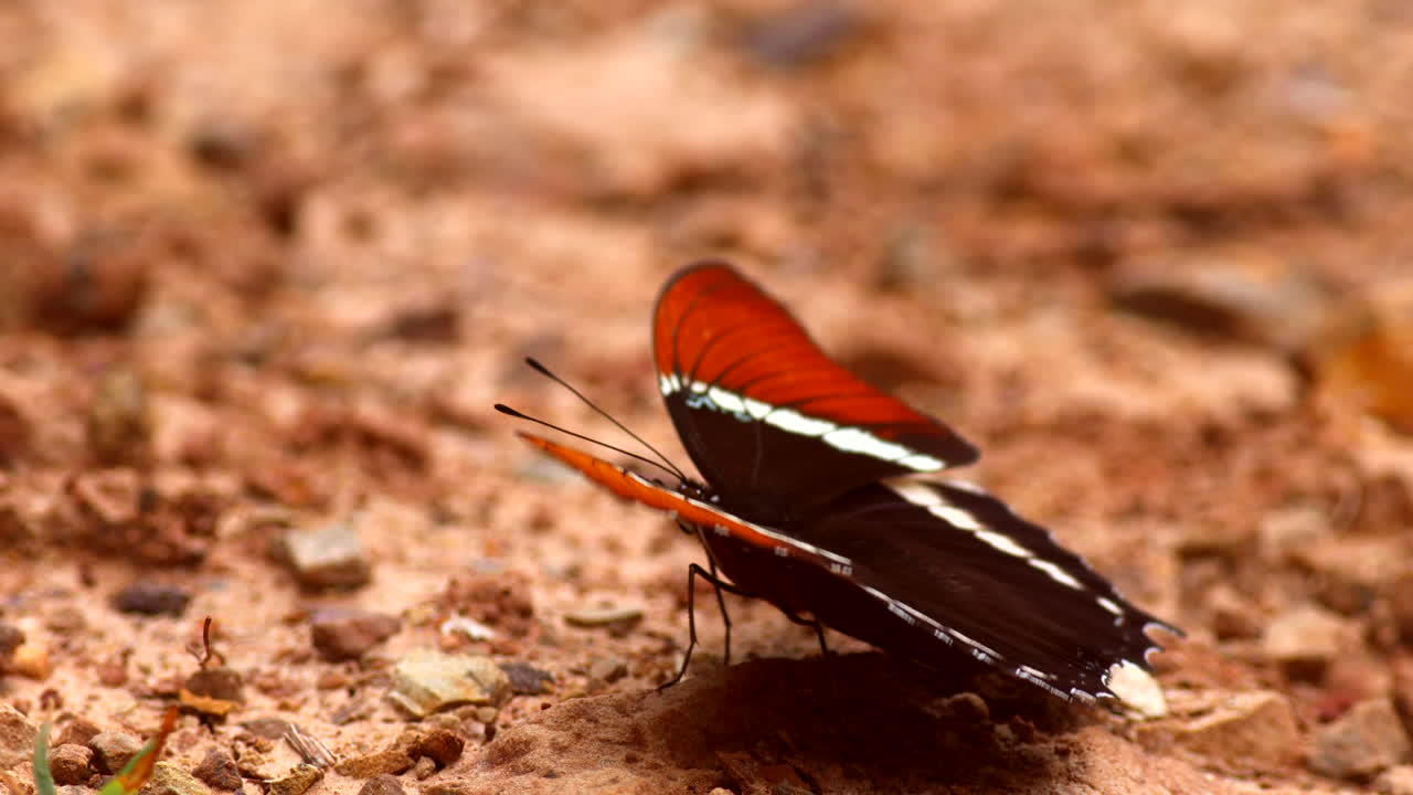Tropical butterfly moving wings in rainforest red earth beach