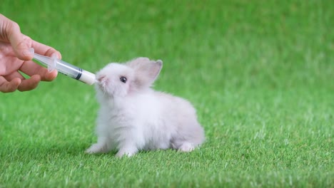 little light white gray pattern rabbit drink milk from syringe hold by human hand and stay on green screen