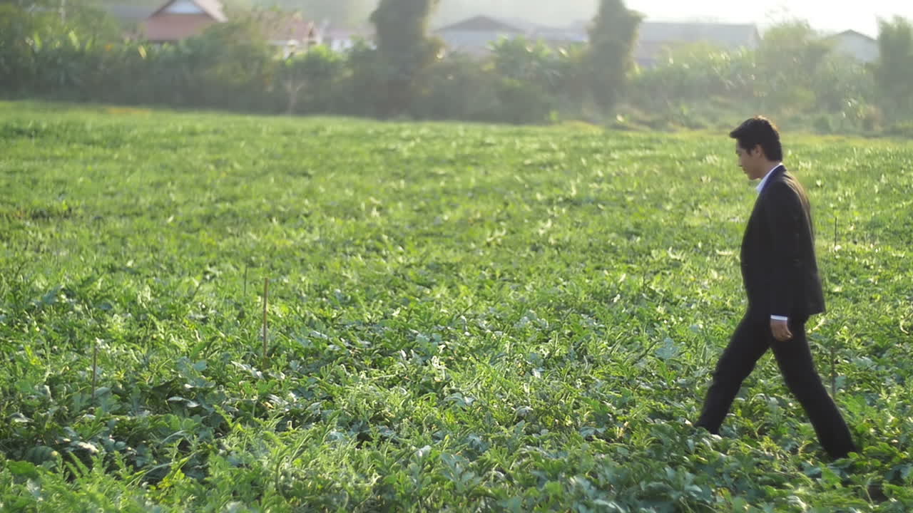 Asian Business Man Walking On Melon Field