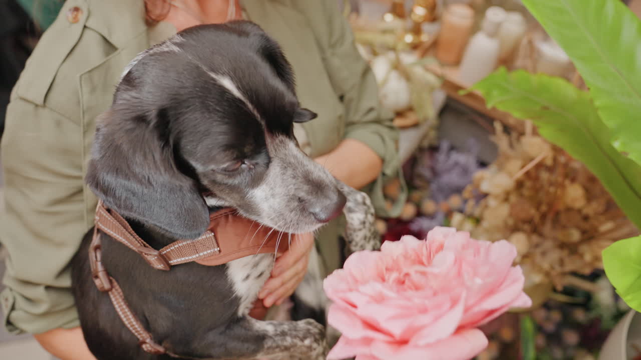 Fiorista bianca guida un curioso cane nero che annusa una grande peonia rosa tra piante rigogliose, vivace esposizione dell'atelier con composizioni vivaci e luce solare, mani che tengono ferma la pettorina, energia da boutique